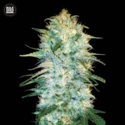 Bulk Seed Bank - Amnesia Platinum [Fem Autoflower]