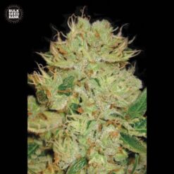 Bulk Seed Bank - Bigger Bud [Fem Autoflower]