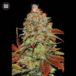 Bulk Seed Bank - Bubblegum Extra [Fem Autoflower]