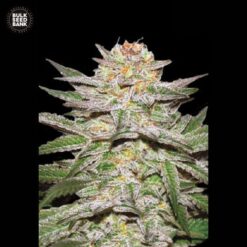 Bulk Seed Bank - Caramel King [Fem Autoflower]