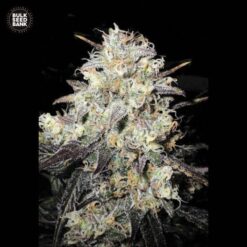 Bulk Seed Bank - Cocopopo [Fem Autoflower]