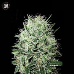 Bulk Seed Bank - Devil's Kiss [Fem Autoflower]