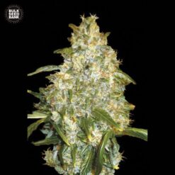 Bulk Seed Bank - Good Wild Shark [Fem Autoflower]