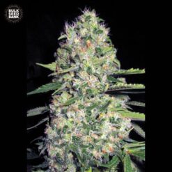 Bulk Seed Bank - Jack Hair [Fem Autoflower]