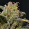 CBD Seeds - Northern [Fem Autoflower] - 1 Seed (Multiple)