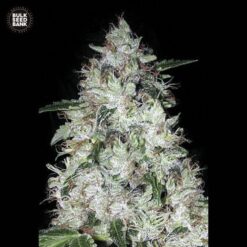 Bulk Seed Bank - OG Kush [Fem Autoflower]