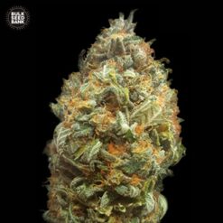 Bulk Seed Bank - Original Orange Bud [Fem Autoflower]