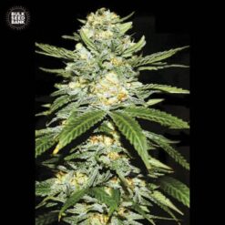 Bulk Seed Bank - Perfect Power Plant [Fem Autoflower]