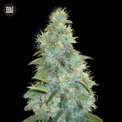 Bulk Seed Bank - Sweet Tooth [Fem Autoflower]