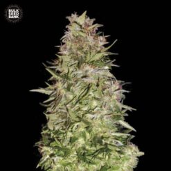 Bulk Seed Bank - White Prussian [Fem Autoflower]