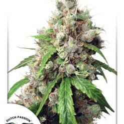 Dutch Passion - Euforia [Fem Autoflower]