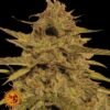 barneys farm pineapple haze1
