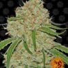 barneys farm seeds phantom og