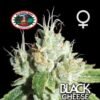 big buddha black cheese feminised seeds 1492507537 500