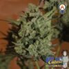 big buddha blue cheese automatic feminised seeds 500