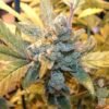 big buddha blue cheese feminised seeds 500
