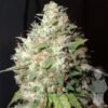 big buddha bubble cheese feminised seeds 500