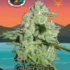 big buddha california orange cheese feminised seeds 1535028419 500