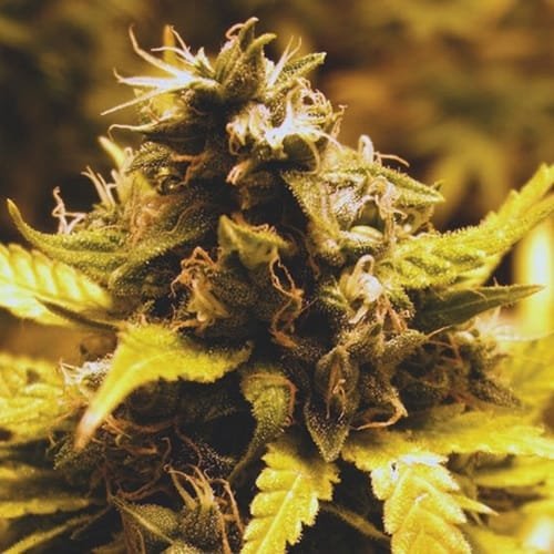 big buddha cheese dawg feminised seeds 500