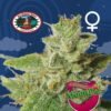 big buddha cherry moon pie feminised seeds 1492510711 500