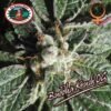 big buddha kush og feminised seeds 1452604248 500
