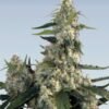buddha seeds quasar feminised cannabis seeds