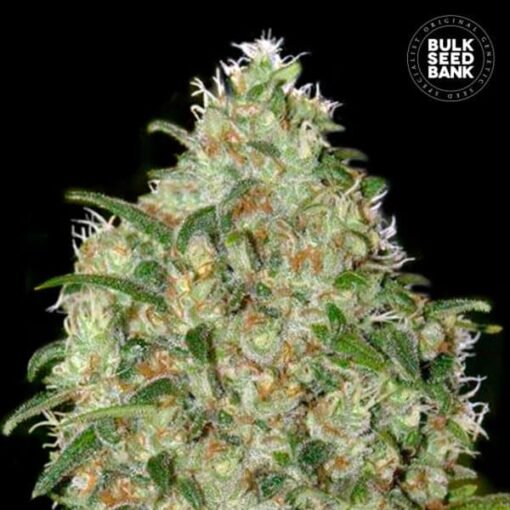 bulk seed bank amnesia platinum feminized