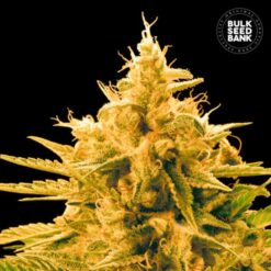 Bulk Seed Bank - Ananas Funk [Feminized]