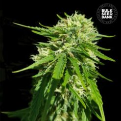 Bulk Seed Bank - CBD Good Wild Shark [Feminized]