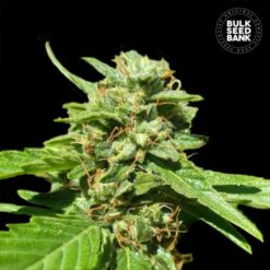 Bulk Seed Bank - CBD Nepal Gold [Feminized]