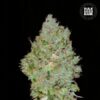 Bulk Seed Bank - Jack Hair [Feminized]