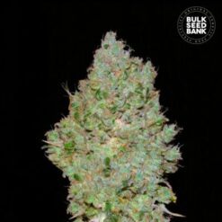 Bulk Seed Bank - Jack Hair [Feminized]