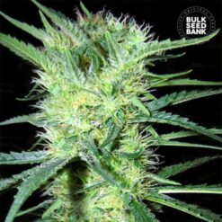 Bulk Seed Bank - K2 [Feminized]