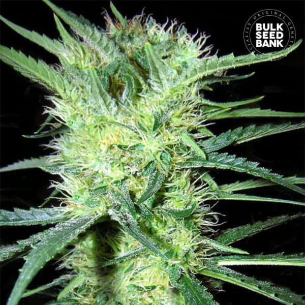 bulk seed bank k2 feminized