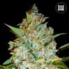 bulk seed bank kalis mistery feminized