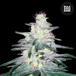 Bulk Seed Bank - Locomotive [Feminized]