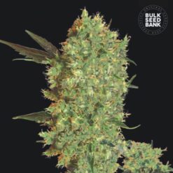 Bulk Seed Bank - Marley's Bud [Feminized]