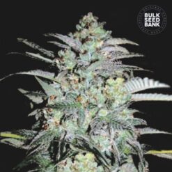 Bulk Seed Bank - Mazar Extra [Feminized]