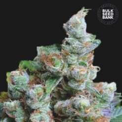 Bulk Seed Bank - NBA Diesel [Feminized]