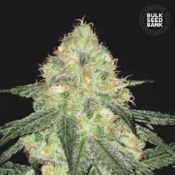 Bulk Seed Bank - Sour Diesel [Fem Autoflower]