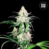 bulk seed bank special lime haze feminized