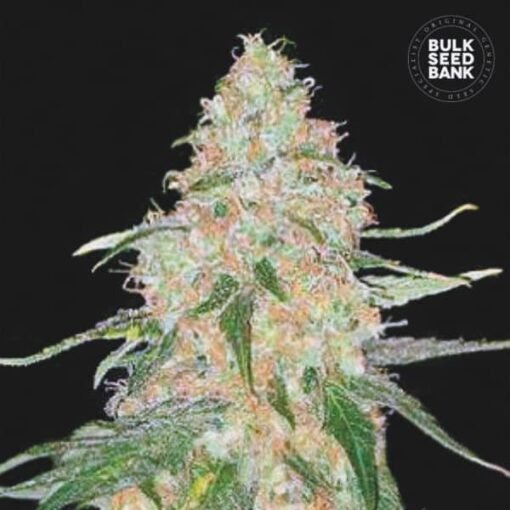 bulk seed bank special skunk feminized