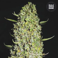 Bulk Seed Bank - The Unlimited [Feminized]