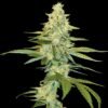 cannalope kush 2 1
