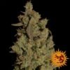 cbd critical cure 4716 1