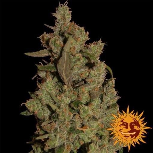 Barney's Farm - Critical Cure CBD [Feminized]