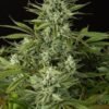 Dinafem - Cheese CBD [Feminized] - 3 Seeds
