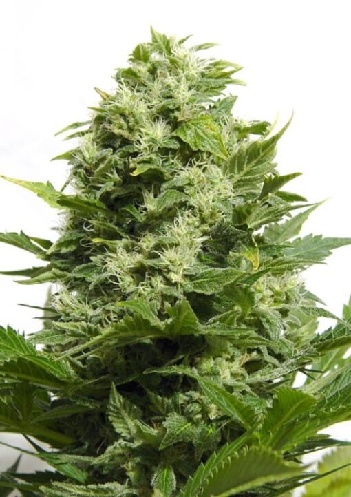 Big Buddha Cheese [Feminized]