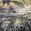 DNA Genetics - Chocolope Kush [Feminized] - 6 Seeds (multiple)