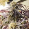 Sagerbloom Haze F2 [Regular] - 10 Seeds